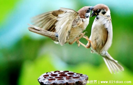 一般麻雀吃什么食物能活，主要以植物种子为食(也吃虫子大米等)