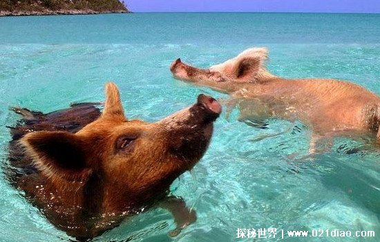 海猪是什么动物，海猪肉可以吃吗(真实图片看着有点恶心)