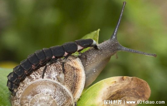 萤火虫吃什么食物长大怎么吃，喜欢吃蜗牛(进食图片有点恐怖)