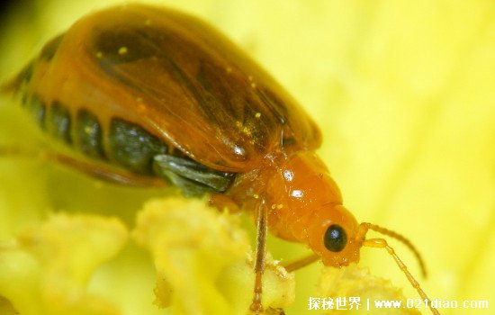 萤火虫吃什么食物长大怎么吃，喜欢吃蜗牛(进食图片有点恐怖)