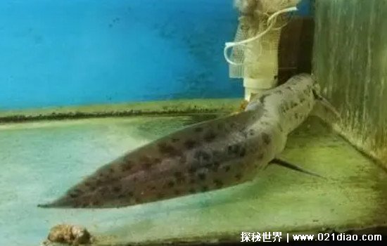 非洲肺鱼可以在土里活多久，至少5年(为了生存吃掉自己一半身体)