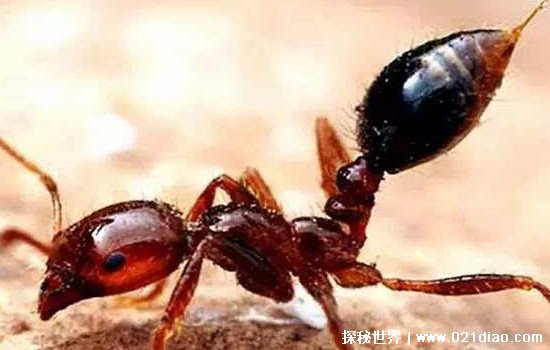红火蚁图片咬人后症状，严重的可以致人死亡(已入侵12省份)