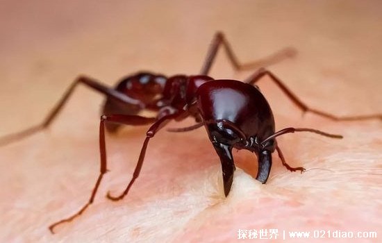 红火蚁图片咬人后症状，严重的可以致人死亡(已入侵12省份)