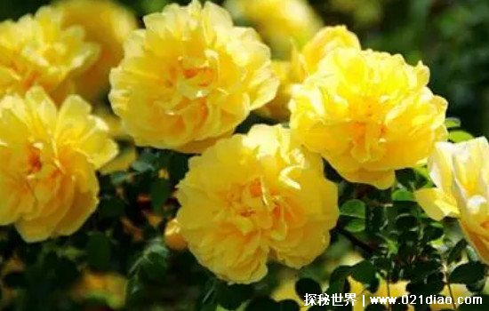 黄玫瑰代表什么意思花语是什么？代表幸运(但并不适合送恋人)