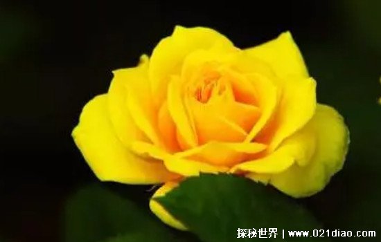 黄玫瑰代表什么意思花语是什么？代表幸运(但并不适合送恋人)