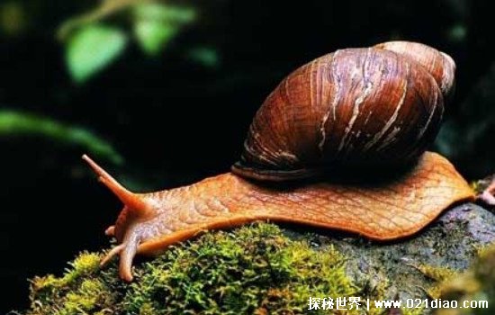僵尸蜗牛真的是僵尸吗，僵尸蜗牛可怕在哪里(可以生命轮回)