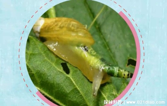僵尸蜗牛真的是僵尸吗，僵尸蜗牛可怕在哪里(可以生命轮回)