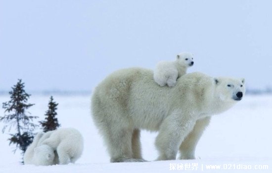 北极熊的毛是什么颜色的，很多人都以为是白色(真相让人吃惊)