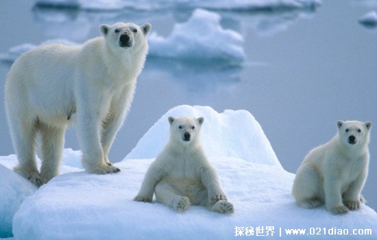 北极熊的毛是什么颜色的，很多人都以为是白色(真相让人吃惊)