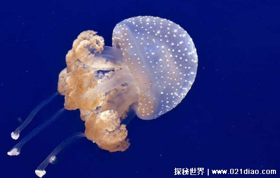 海蜇是水母吗有危险吗，海蜇属于水母的一种(千万不要随意触碰)