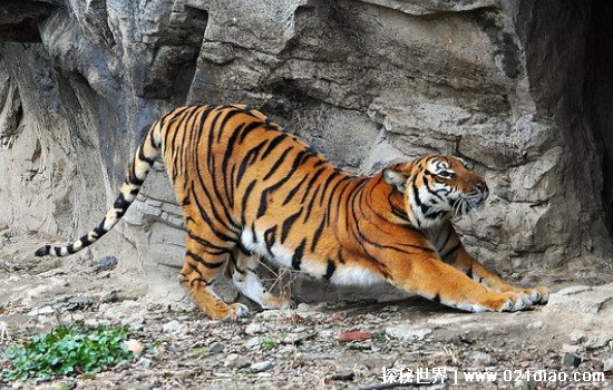 华南虎灭绝了吗2021，在野外已经灭绝(人工饲养不超过200只)