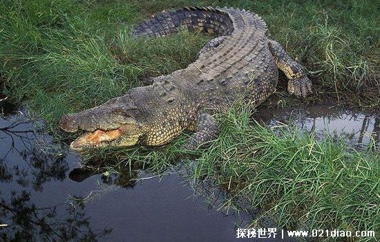世界上最大的鳄鱼是什么鳄有多大？湾鳄(长七米重达近2吨)