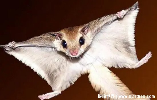 寒号鸟是种什么动物图片，一种像松鼠的啮齿类动物(可以飞行)
