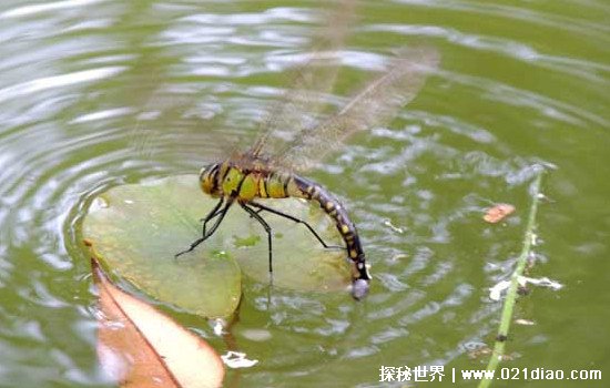 蜻蜓点水是为了干什么，一种产卵现象(幼虫需要在水中发育)