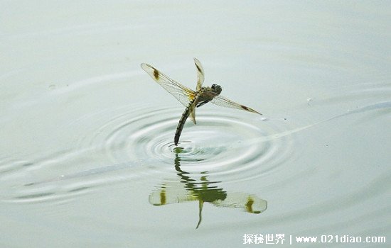 蜻蜓点水是为了干什么，一种产卵现象(幼虫需要在水中发育)