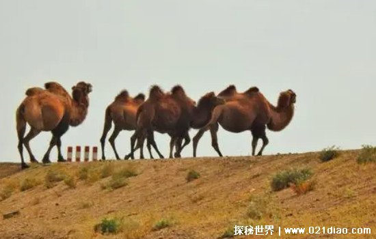 骆驼驼峰里储存的是什么图片，很多人都以为是水(其实是脂肪)