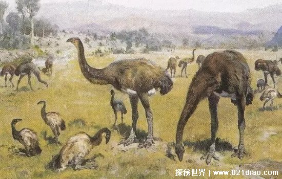 恐鸟什么时候灭绝的，19世纪50年代左右(曾是世界第一高鸟)