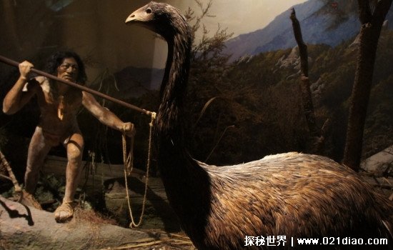 恐鸟什么时候灭绝的，19世纪50年代左右(曾是世界第一高鸟)
