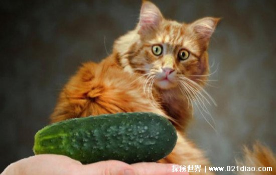 猫为什么怕黄瓜是真的吗，可能和猫眼睛有关(宠物医生给出警告)