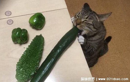猫为什么怕黄瓜是真的吗，可能和猫眼睛有关(宠物医生给出警告)