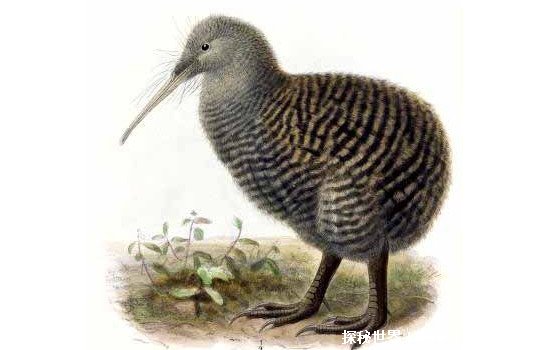 几维鸟是哪个国家的国鸟，新西兰(天生没有翅膀无法飞行的奇鸟)