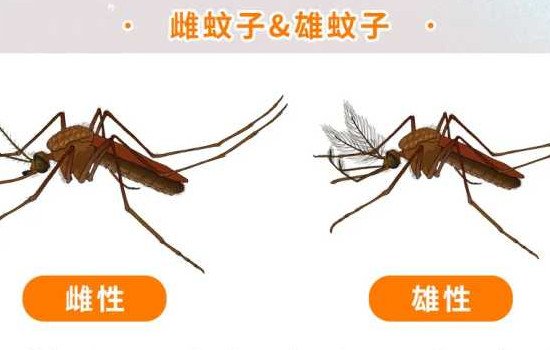 蚊子的寿命有多长时间，一般只有3天(最多不超过10天)