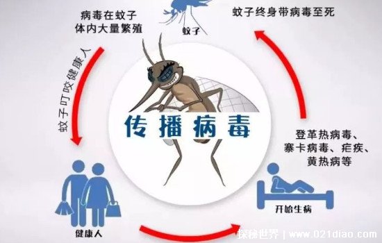 蚊子的寿命有多长时间，一般只有3天(最多不超过10天)