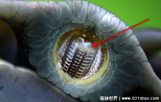蜗牛有多少颗牙齿，14175颗(世界上牙齿最多的动物/附放大图片)