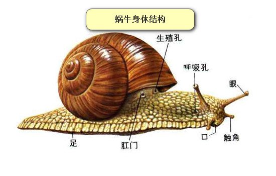蜗牛有多少颗牙齿，14175颗(世界上牙齿最多的动物/附放大图片)