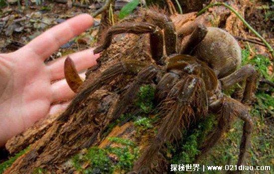 世界上最大的蜘蛛，亚马逊巨人食鸟蛛(体长30cm/以鸟老鼠为食)