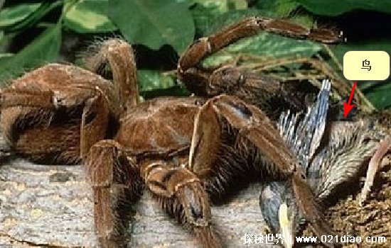 世界上最大的蜘蛛，亚马逊巨人食鸟蛛(体长30cm/以鸟老鼠为食)