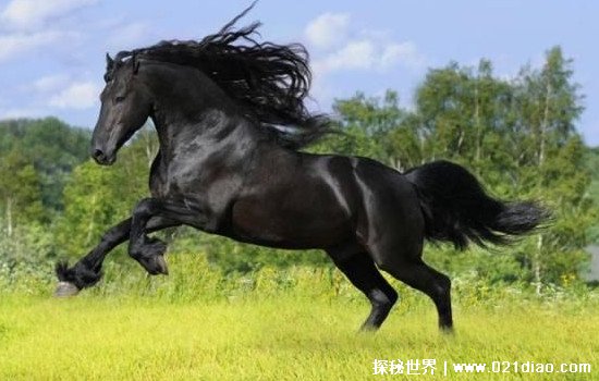 项羽的坐骑是什么马叫什么名字，乌骓马(号称天下第一骏马)