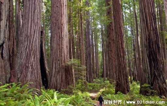 世界上最大的树，雪曼将军树(2800吨重83.8米高最大直径11.1米)