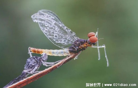 蜉蝣是什么动物，最原始的有翅昆虫(寿命只有几个小时)