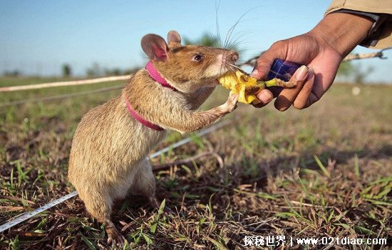 世界上最大的老鼠，非洲巨鼠(擅长扫雷还可检测结核病被当成英雄)