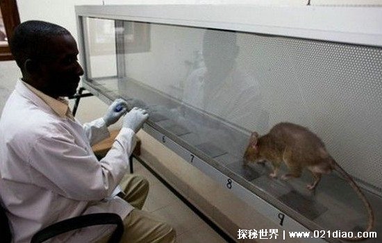 世界上最大的老鼠，非洲巨鼠(擅长扫雷还可检测结核病被当成英雄)