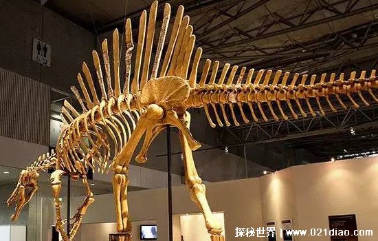 最大的恐龙，易碎双腔龙(体长58米重达220吨/比蓝鲸还要大)