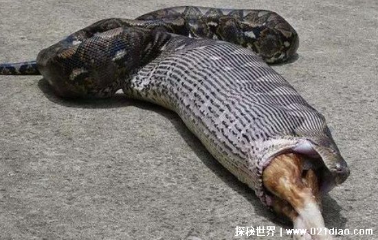 中国最吓人的一条巨蛇，长达50米的千年巨蛇被炸死(谣言)