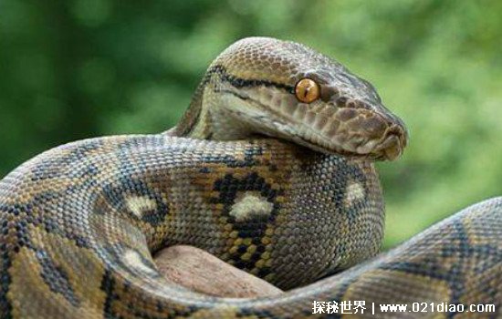中国最吓人的一条巨蛇，长达50米的千年巨蛇被炸死(谣言)