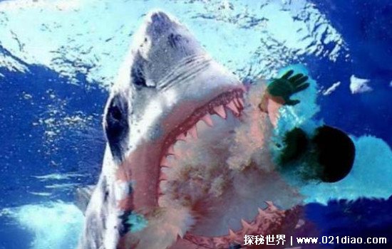 1993深圳鲨鱼吃人事件，大学生防鲨网外神秘失踪遗体至今未找到