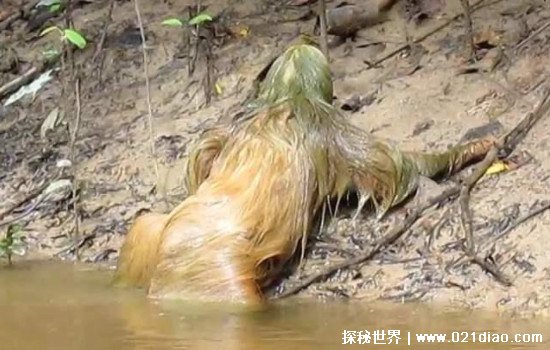 水鬼拉人的真实事件，广东一男孩游泳被水鬼抓伤(其实是马来熊)