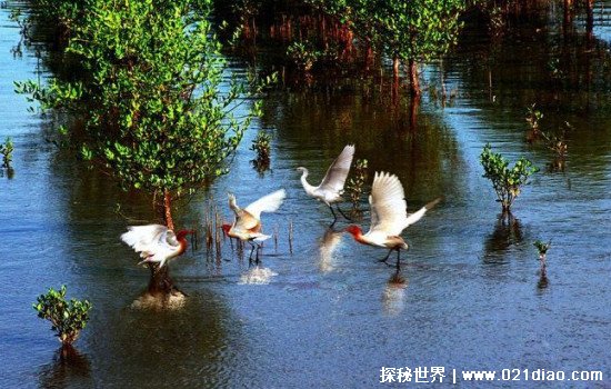 红树林在中国分布的最北地带是，浙江省中南部(真正的海岸卫士)