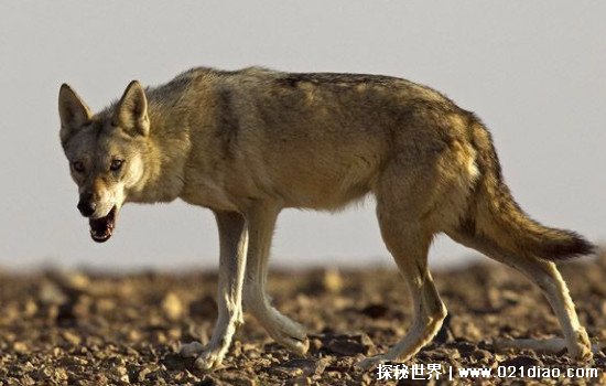 世界上最小的狼，阿拉伯狼(体重仅有18千克/常年在沙漠中生活)