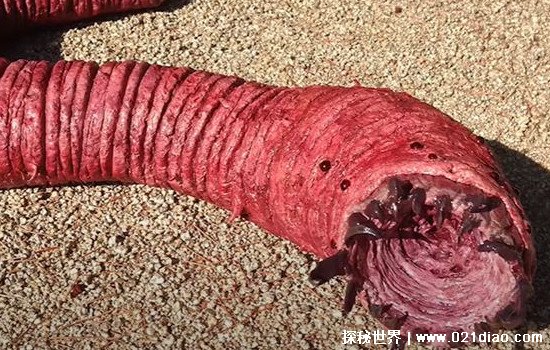 蒙古死亡蠕虫真的存在吗，一些科学家认为存在(还有人亲眼见过)