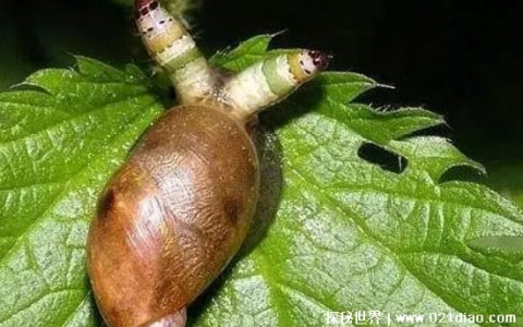 僵尸蜗牛能养吗，可以养但是不建议养(既恶心存活时间又短)