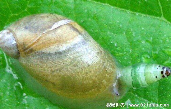 僵尸蜗牛能养吗，可以养但是不建议养(既恶心存活时间又短)