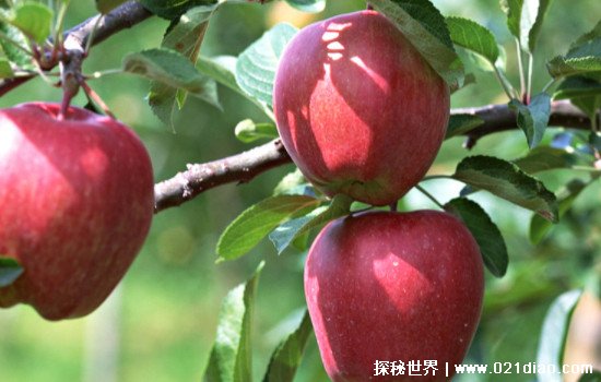 尿酸最怕的三种水果，葡萄/樱桃/苹果一定要多吃