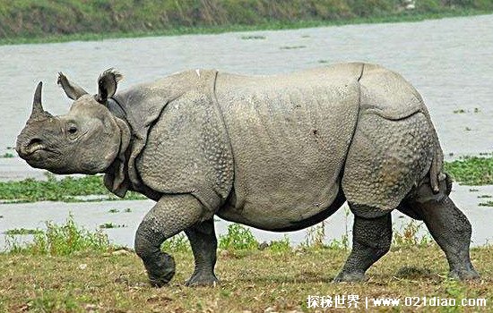 世界珍稀动物第一名，爪哇犀牛(全球仅存72头)