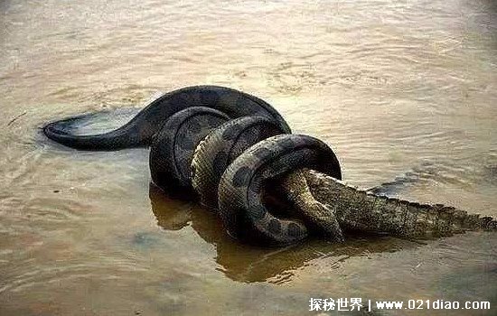 世界上最大的蛇有多大，亚马逊森蚺重500斤长10米(一口吞一个人)