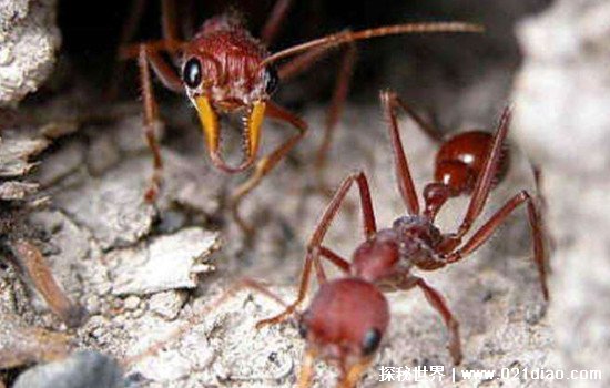 世界上最大的蚂蚁，3.7厘米的公牛蚁(2米的蚂蚁并不存在)